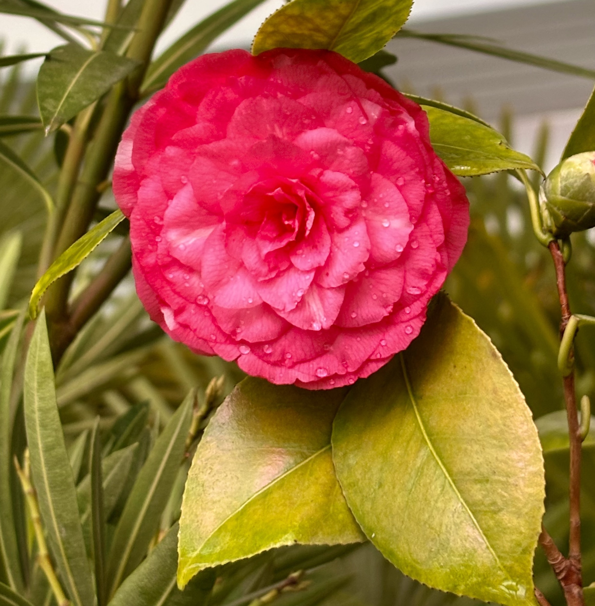 V lysickém zámku kvetou kamélie