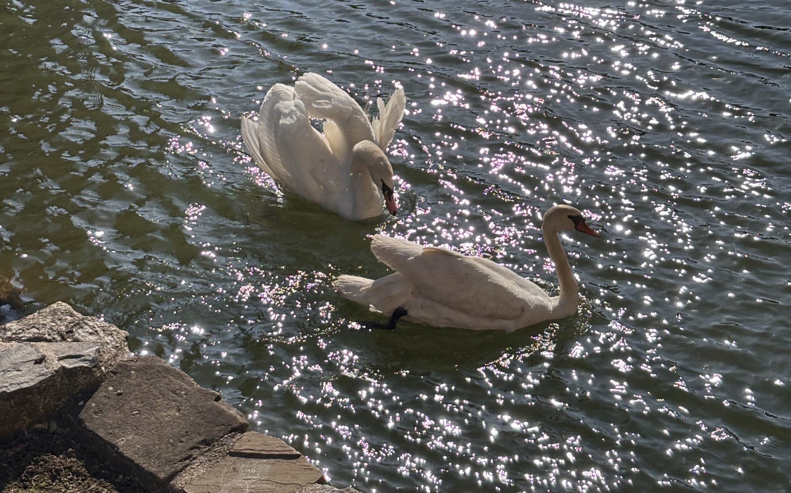 Kristián už není sám… Labutí příběh z lysického zámku